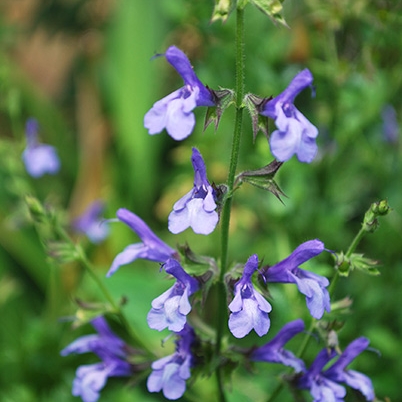 Plant image Salvia Chamelaegnea 'African Sky'