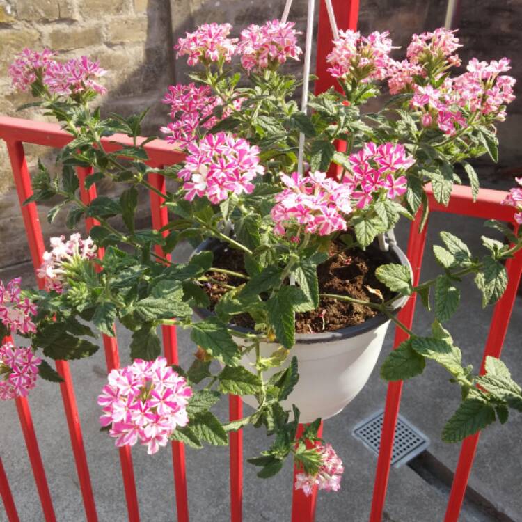 Plant image Petunia 'Cascadias Purple' (Cascadias Series) syn. Petunia 'Purple'