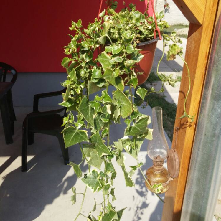 Plant image Hedera helix 'Goldheart'