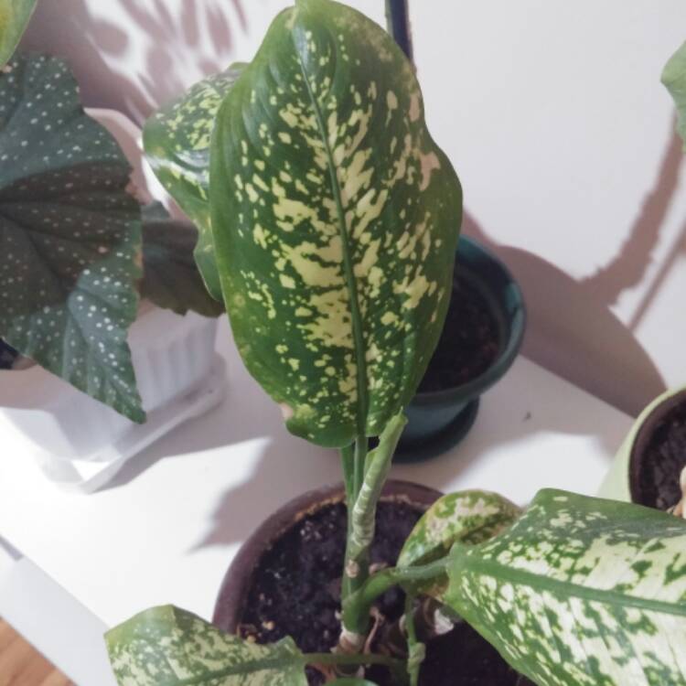 Plant image Dieffenbachia Seguine