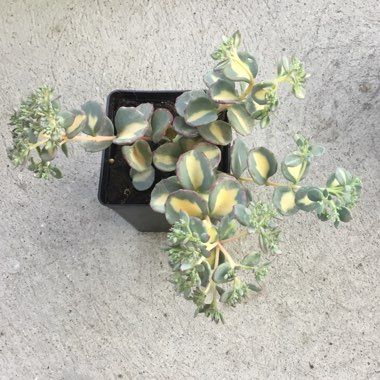 Sedum Spectabile Variegatum