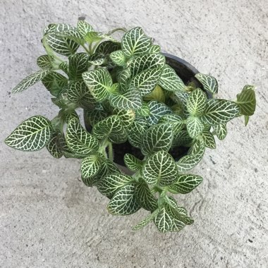 Fittonia argyroneura 'White Anne'