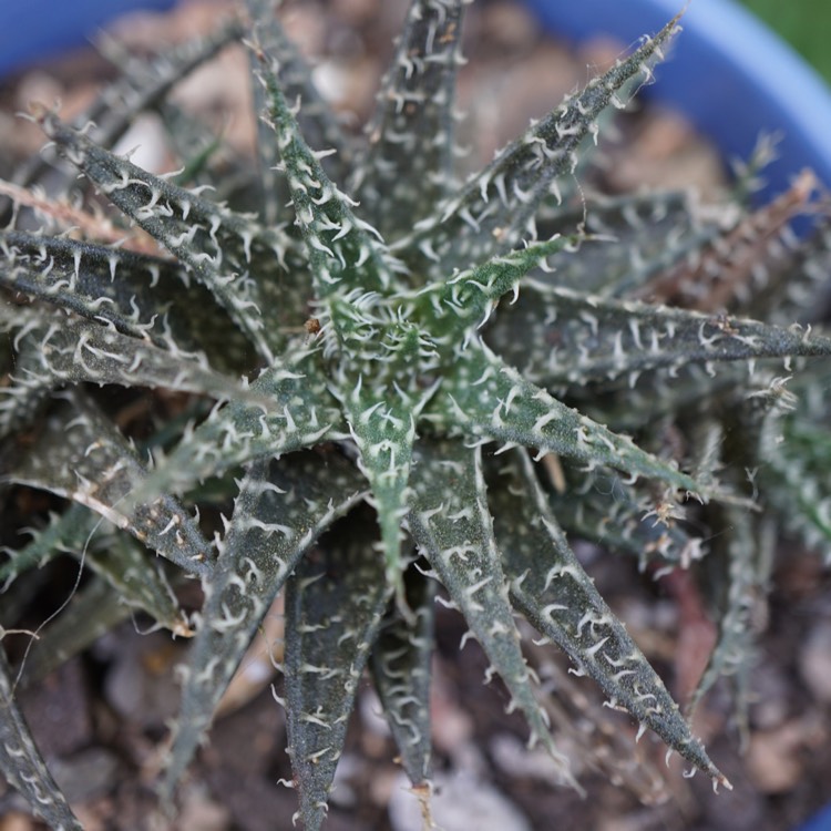 Plant image Aloe descoingsii x haworthioides 'Pepe'