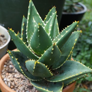 Aloe Distans