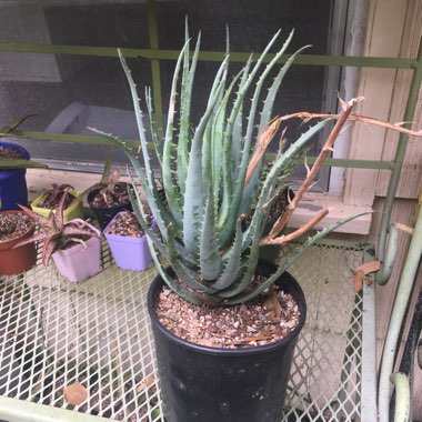 Aloe 'Blue Elf'