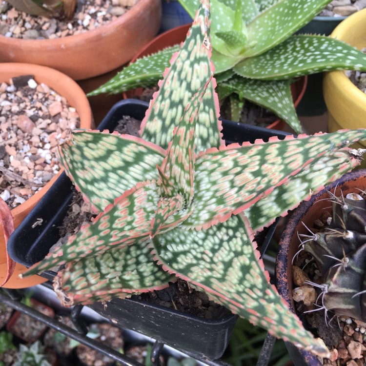 Plant image Aloe 'Firecracker'