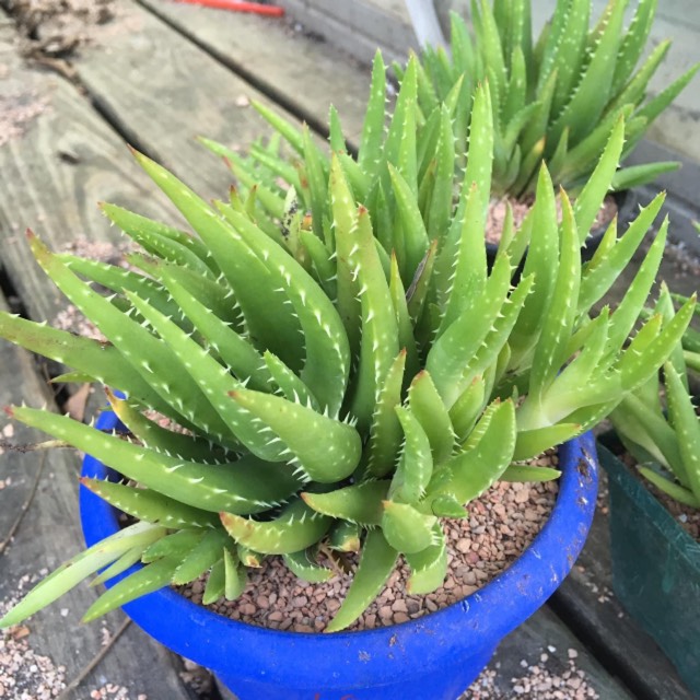 plant image 1307103