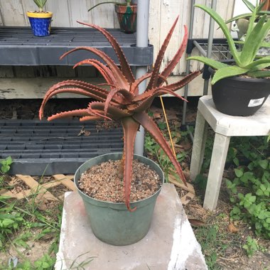 Aloe cameronii