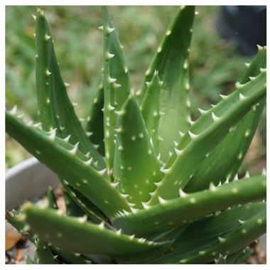 Aloe nobilis