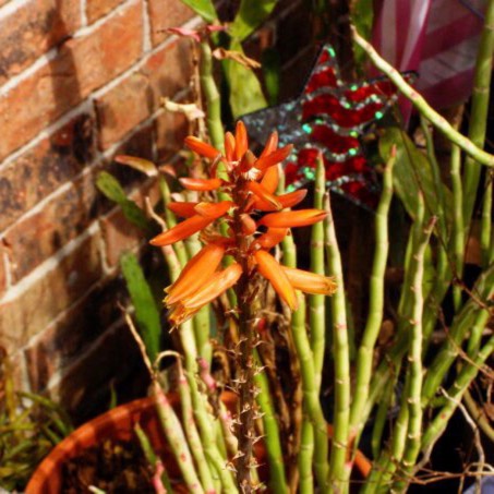 plant image 1313791