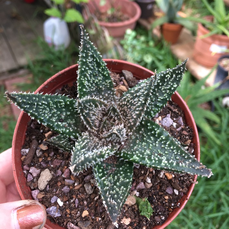 Plant image Gasteraloe ‘Tarantula'