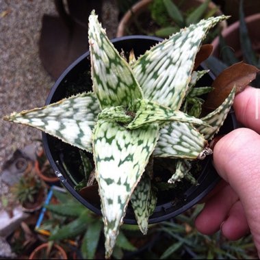 Aloe 'Snowstorm'