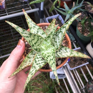 Aloe Wunderkind