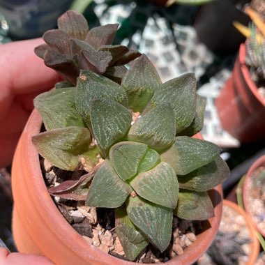 Haworthia Pygmaea var. Pygmaea