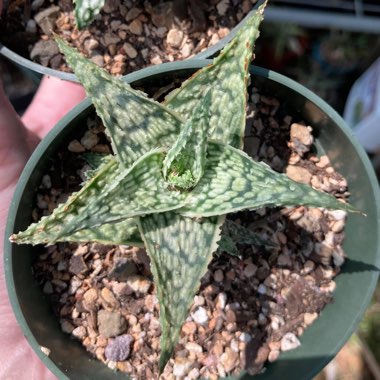 Aloe ‘Doran Black'