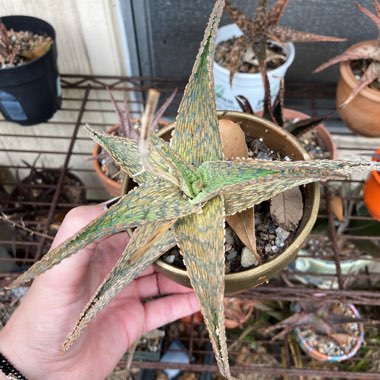 Aloe Silver Ridge