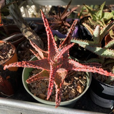 Aloe Oik