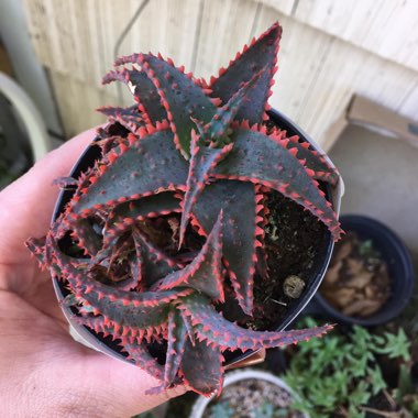 Aloe 'Christmas Sleigh'