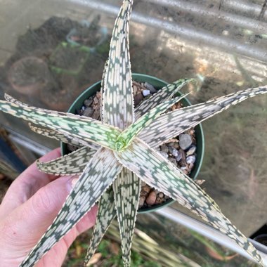 Aloe 'Guido'