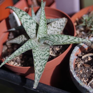 Aloe hybrid 'White Beauty'