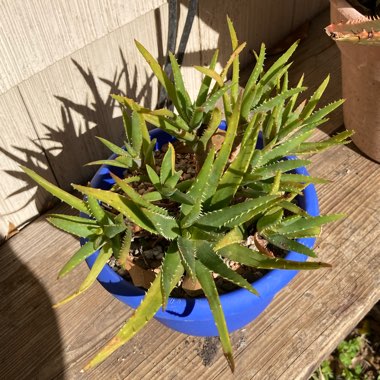 Aloe 'Crosby's Prolific'