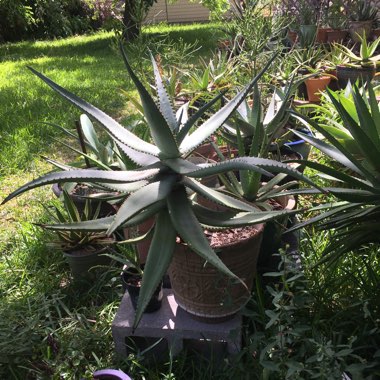 Aloe ferox