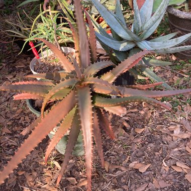 Aloe cameronii