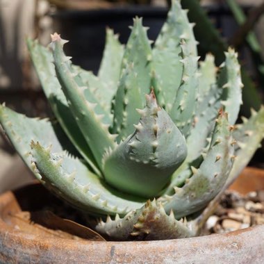 Aloe Brevifolia