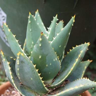 Aloe Distans