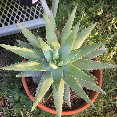 Aloe Brevifolia