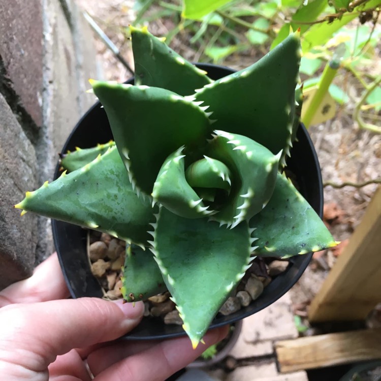 Plant image Aloe Distans