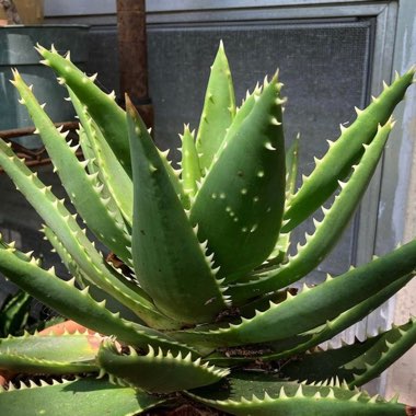 Aloe ‘T-Rex'