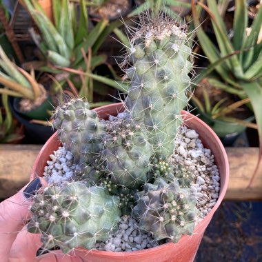 Copiapoa humilis