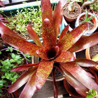 Neoregelia