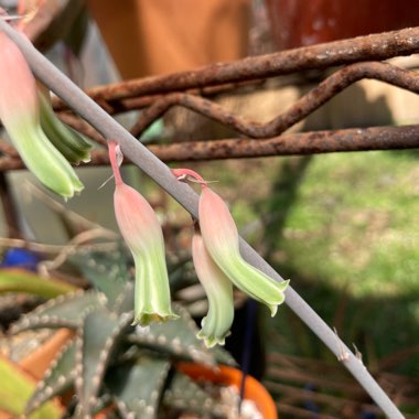 Gasteria 'Little Warty'