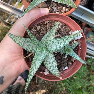 Aloe hybrid 'White Beauty'