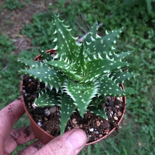 Plant image Aloe 'Minnie Belle'