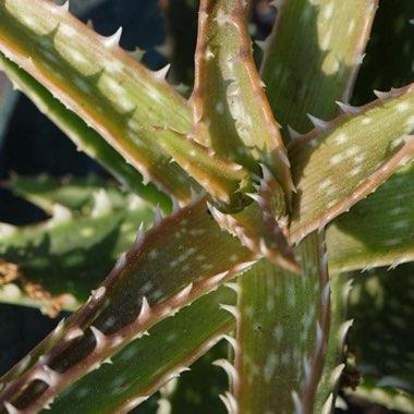 Aloe 'Minnie Belle'