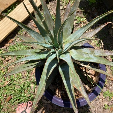 Aloe glauca