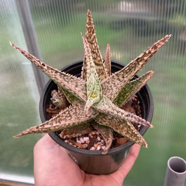 Aloe