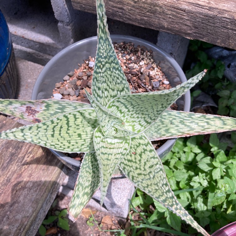 Plant image Aloe deltoideodonta 'Delta Lights'