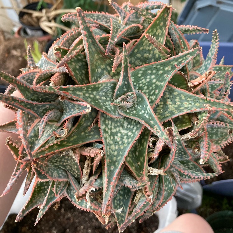 Plant image Aloe 'Bright Star'