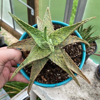 Aloe Silver Ridge