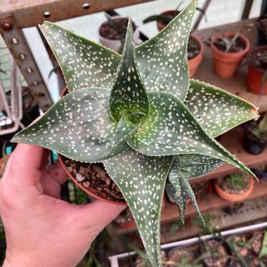 Aloe Deltoidonteodanta 