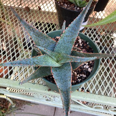 Aloe 'Lavender Star II'