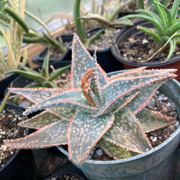 Plant image Aloe 'Bright Star'