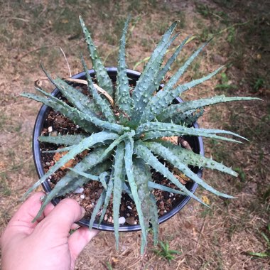 Aloe humilis