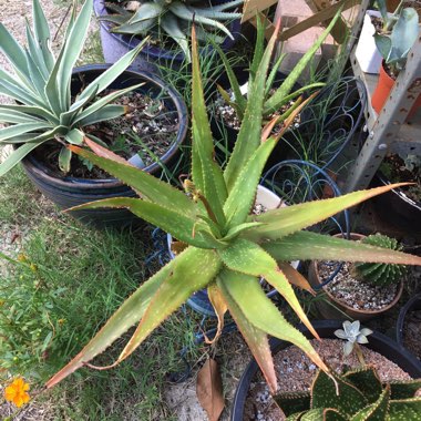 Aloe Rooikappie