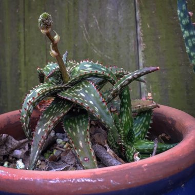 Aloe jucunda