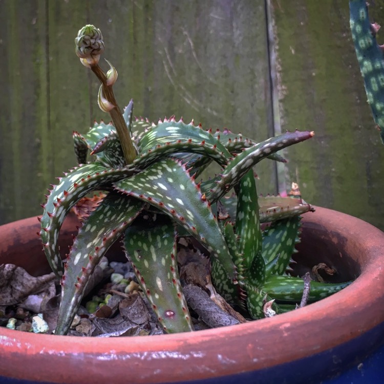 Plant image Aloe jucunda